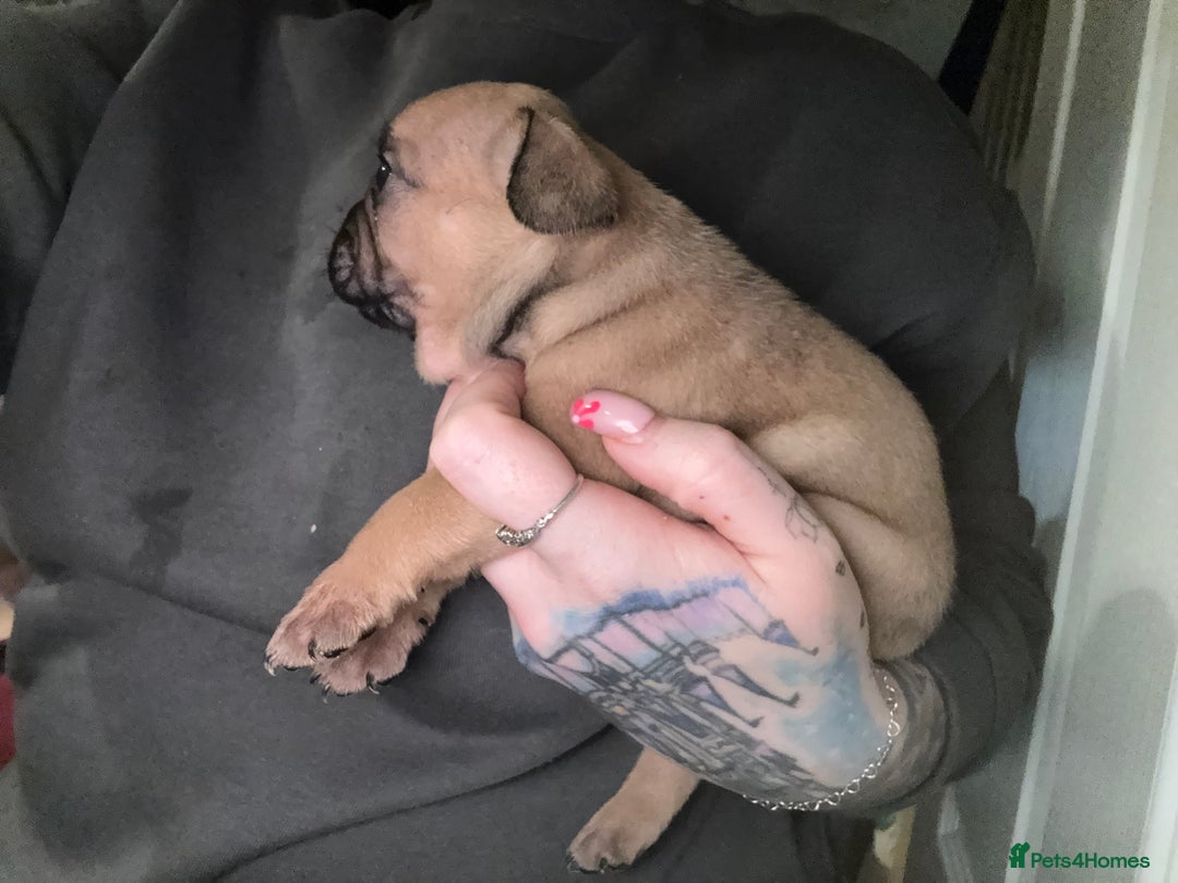 French Bulldog dogs for sale: 2 girls full French bulldogs  - Advert 4