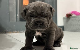 Neapolitan Mastiff dogs for sale:  Neapolitan mastiff puppies Newcastle  - Image 23