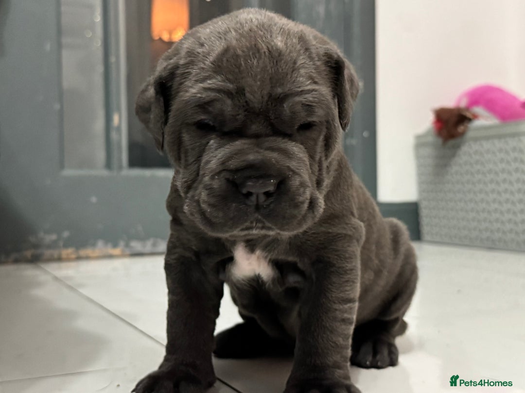Neapolitan Mastiff dogs for sale:  Neapolitan mastiff puppies Newcastle  - Image 23