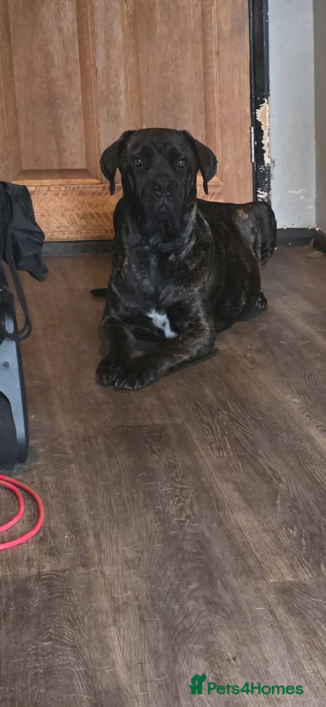 Mixed Breed dogs for sale: Cane corso x puppies - Advert 13