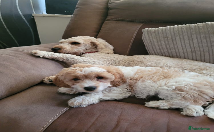 Mixed Breed dogs - Advert 13