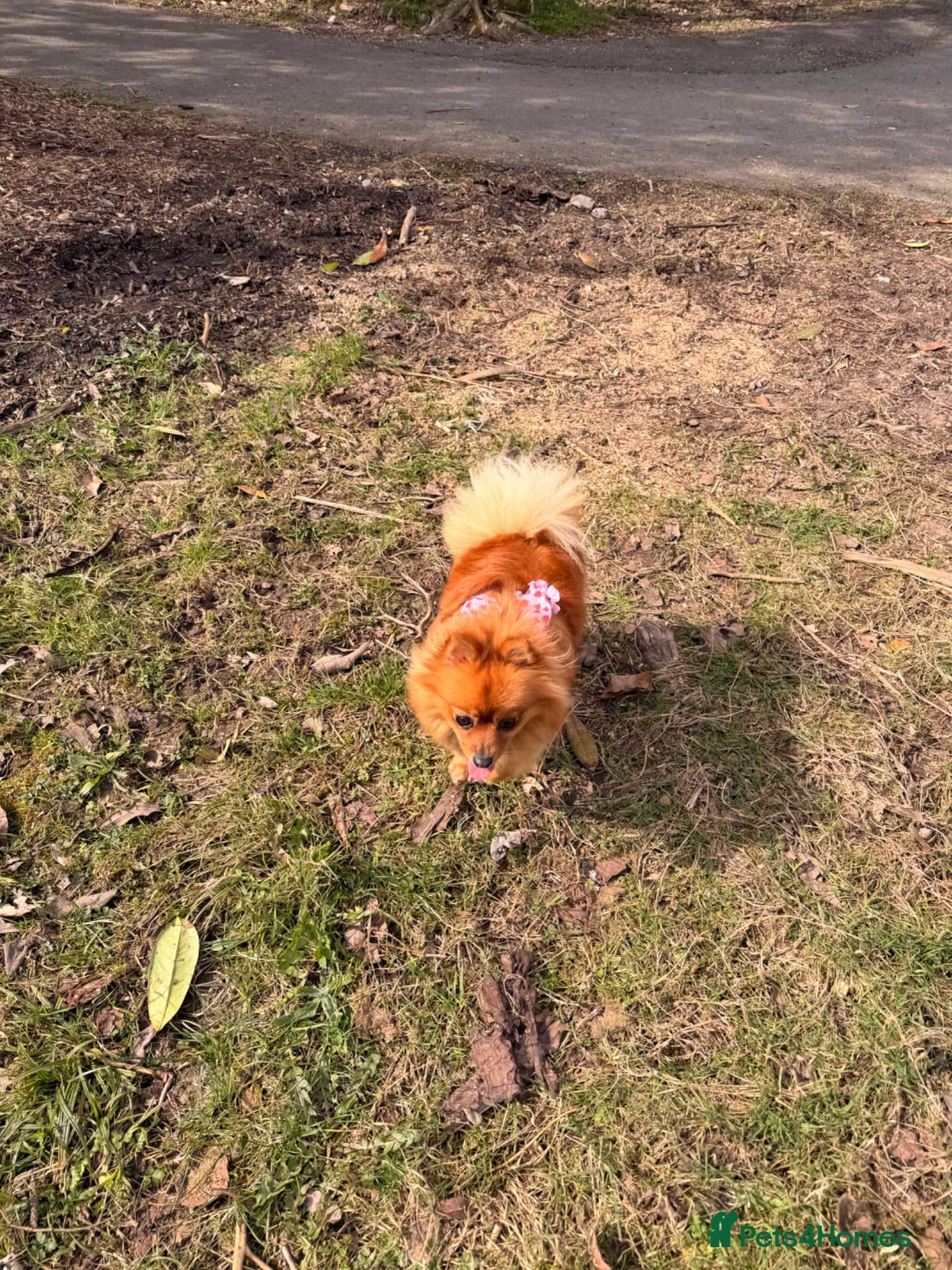 Pomeranian dogs for sale: Looking for her new family - Advert 11