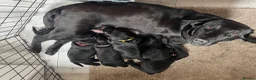 Labrador Retriever dogs for sale: Labrador Puppies - Advert 1