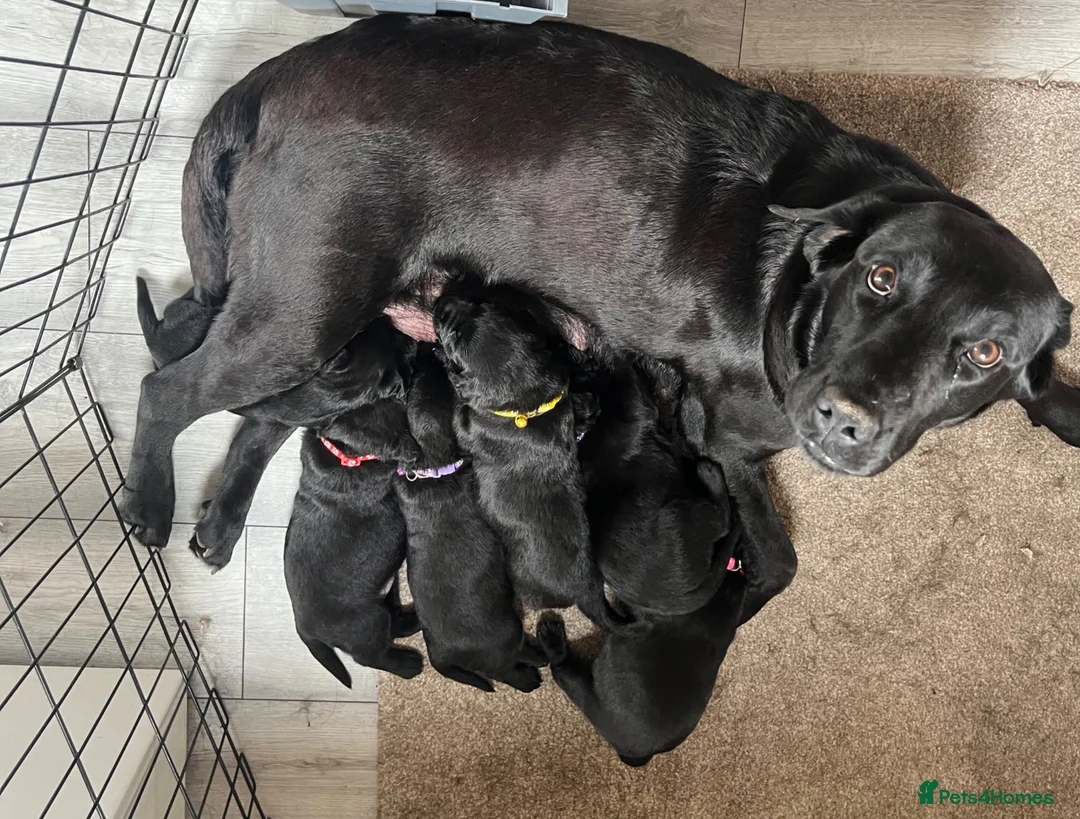 Labrador Retriever dogs for sale: Labrador Puppies - Advert 1