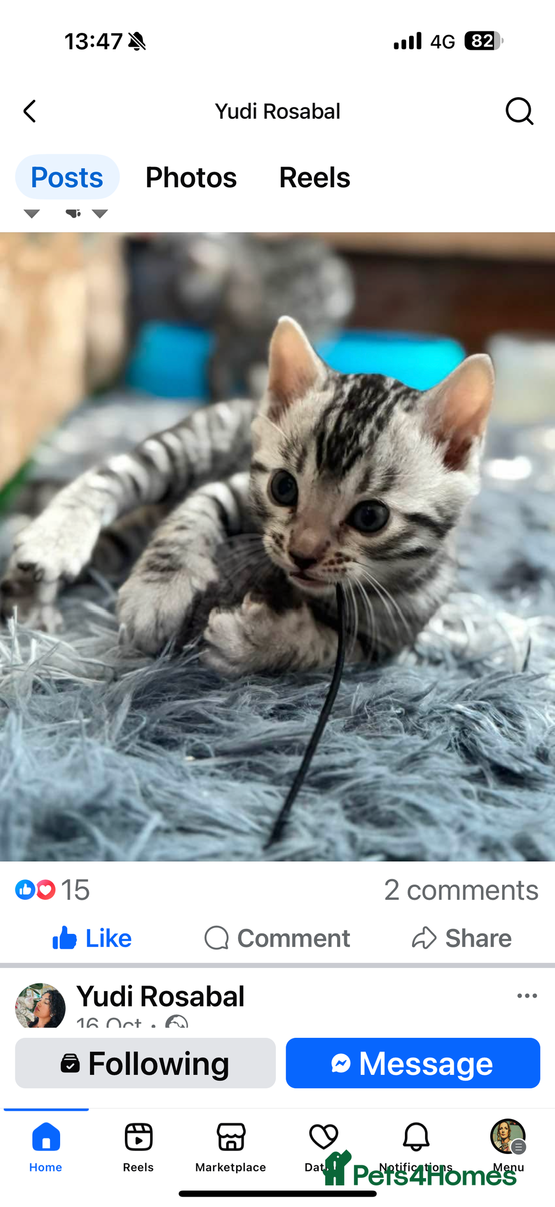 Bengal cats for sale: ⭐️Divine silver black spotted tabby bengal ⭐️ - Advert 16