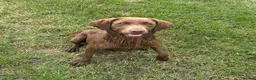 Labrador Retriever dogs for sale: Cutest puppies ever.  - Advert 17