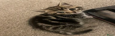 Mixed Breed Kitten 2