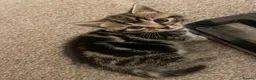 Mixed Breed cats for sale: 2 Beautiful kittens available  - Advert 1