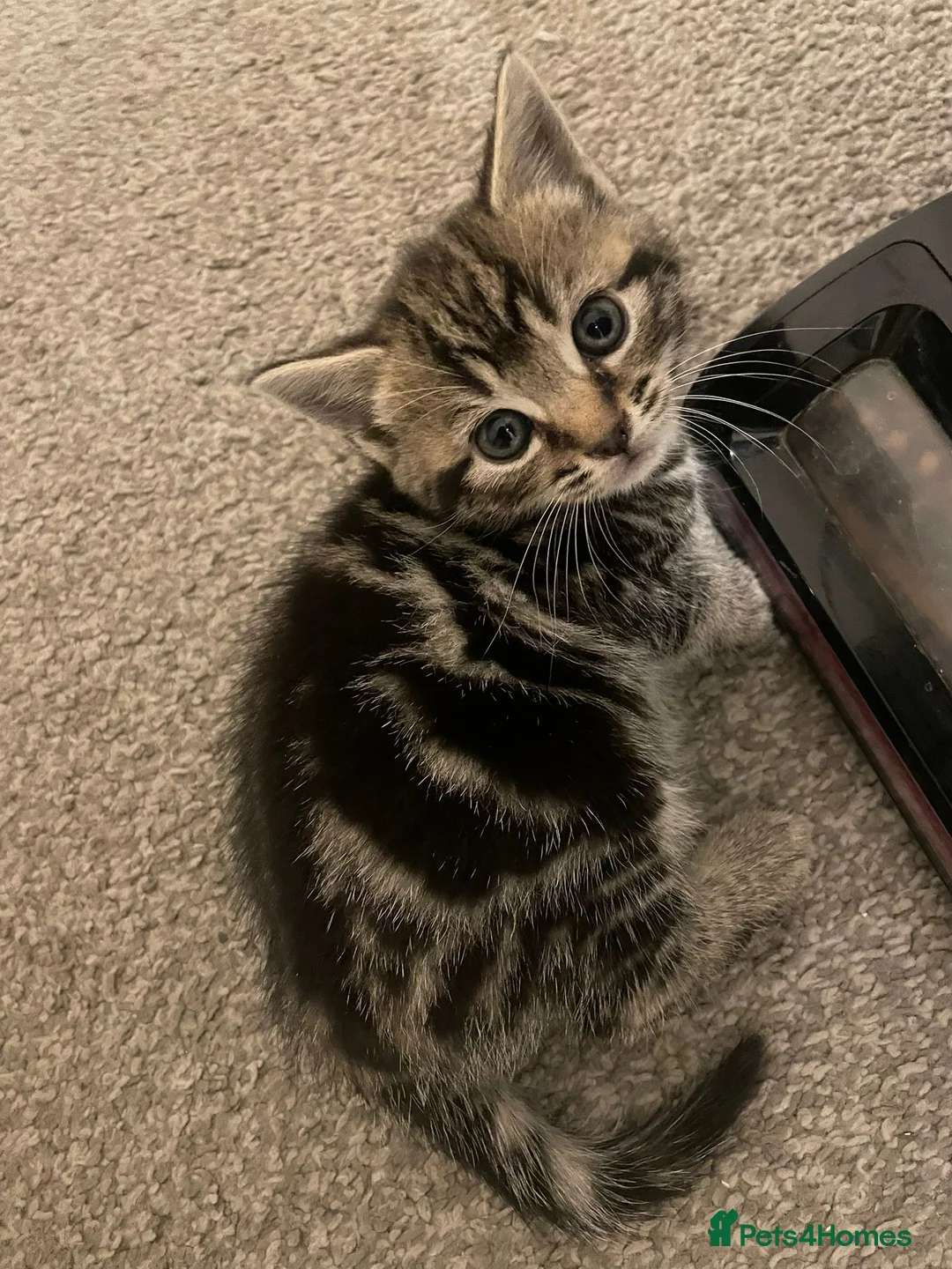 Mixed Breed cats for sale: 2 Beautiful kittens available  - Advert 1