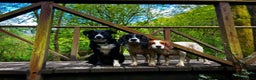 Borador dogs for sale: Collidor - Collie cross Labrador Puppies  - Advert 15
