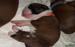 Boxer dogs for sale: Beautiful/Stunning Pedigree Boxer Puppies  - Image 29