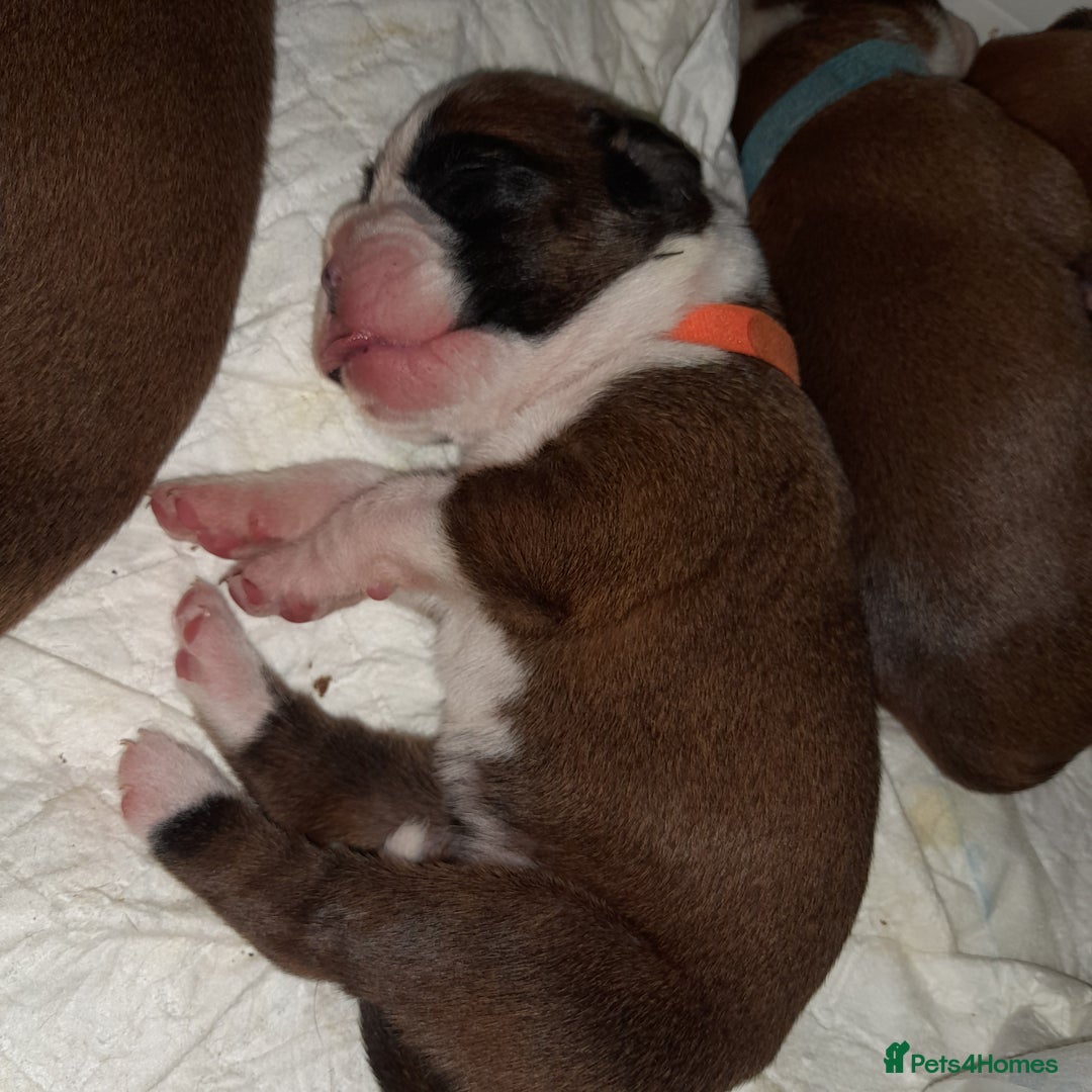 Boxer dogs for sale: Beautiful/Stunning Pedigree Boxer Puppies  - Image 29