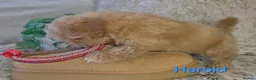 Maltipoo dogs for sale: Quality Toy Maltipoos Japan & USA CHAMPION lines  - Advert 10