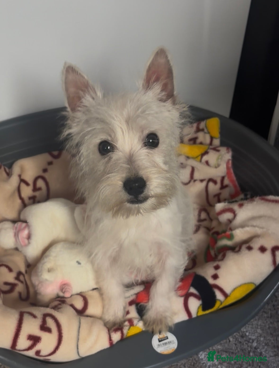 West Highland Terrier dogs Beautiful west highland terrier BOY for sale  - Advert 3