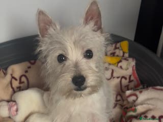 West Highland Terrier dogs Beautiful west highland terrier BOY for sale - Advert 1