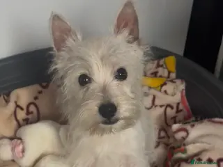 West Highland Terrier dogs Beautiful west highland terrier BOY for sale - Advert 3