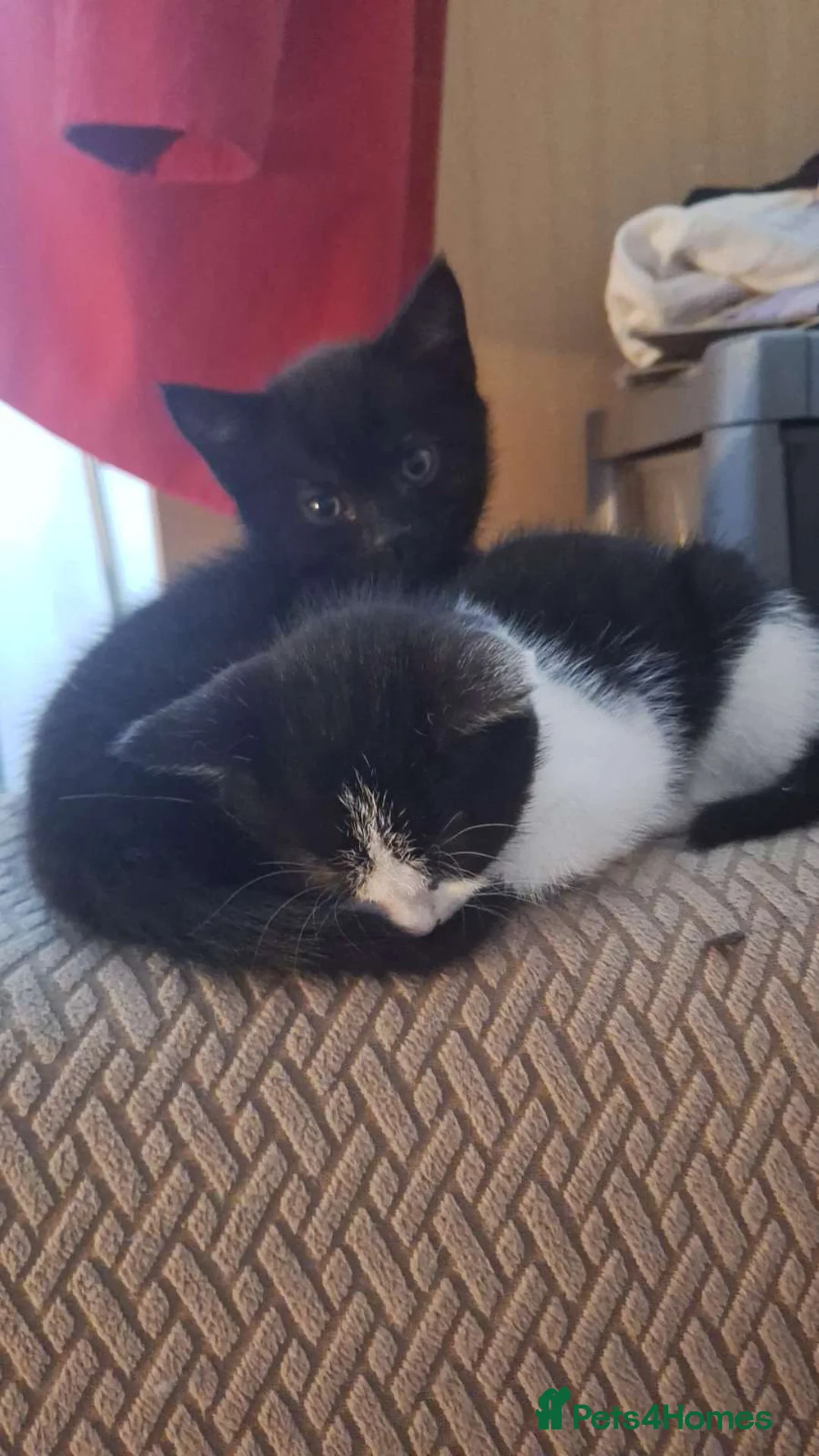 RagaMuffin cats for sale: Ragdoll mix kittens for sale - Advert 4