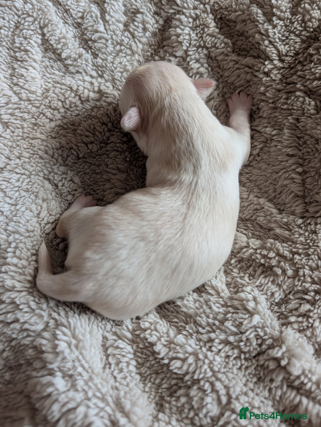 Chihuahua dogs for sale: Gorgeous Chihuahuas looking for their forever home - Advert 5