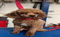 Labradoodle dogs for sale: F1 Toy / Miniature Labradoodles  - Advert 8