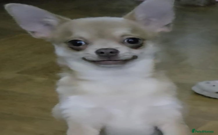 Chihuahua dogs - Advert 2