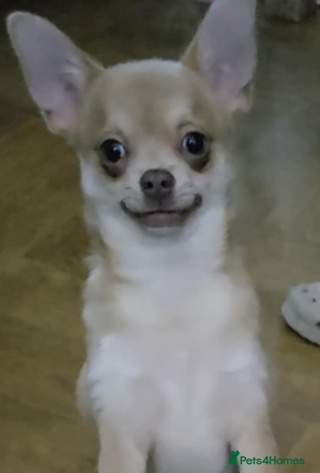 Chihuahua dogs for sale: Ready to go today. Male Chihuahua  - Image 1
