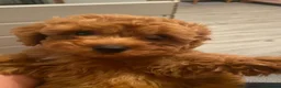 Cavapoo dogs for sale: Cavapoo x Asian poodle puppies  - Advert 17