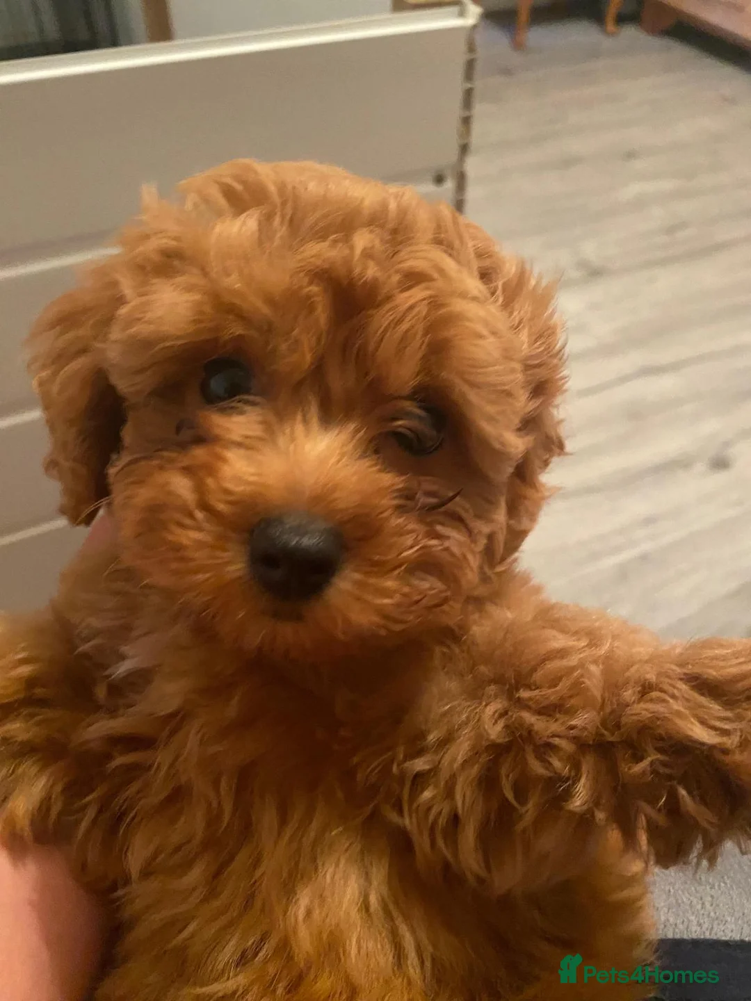 Cavapoo dogs for sale: Cavapoo x Asian poodle puppies  - Advert 17