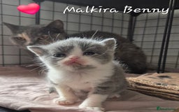 British Shorthair cats for sale: Stunning Champion Bloodline TICA reg kittens - Image 9