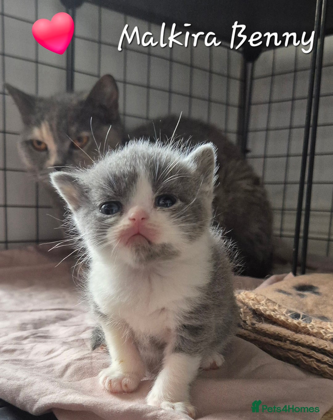 British Shorthair cats for sale: Stunning Champion Bloodline TICA reg kittens - Image 9