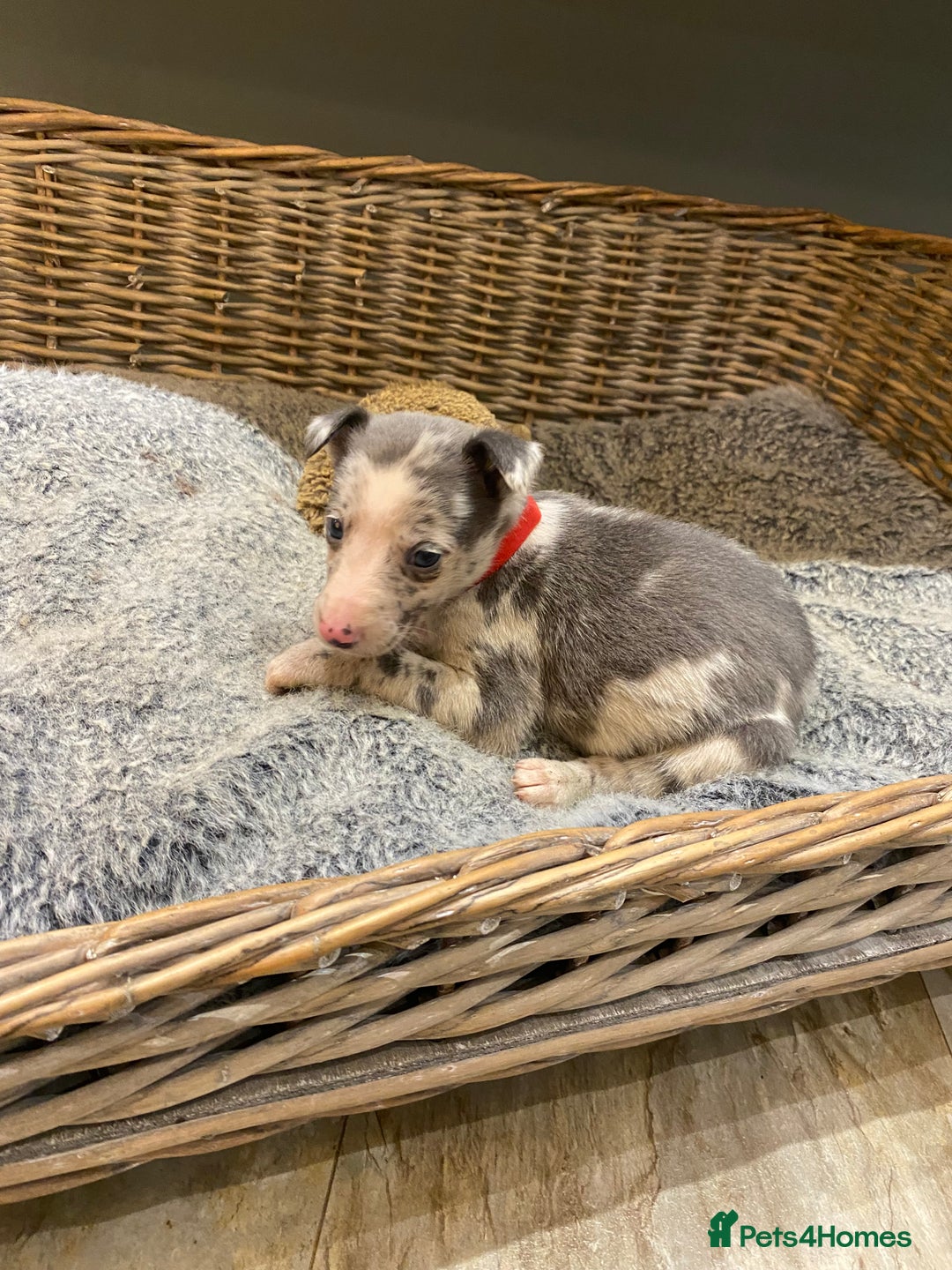 Mixed Breed dogs for sale: Beautiful merle whippet x collie puppies  - Advert 21