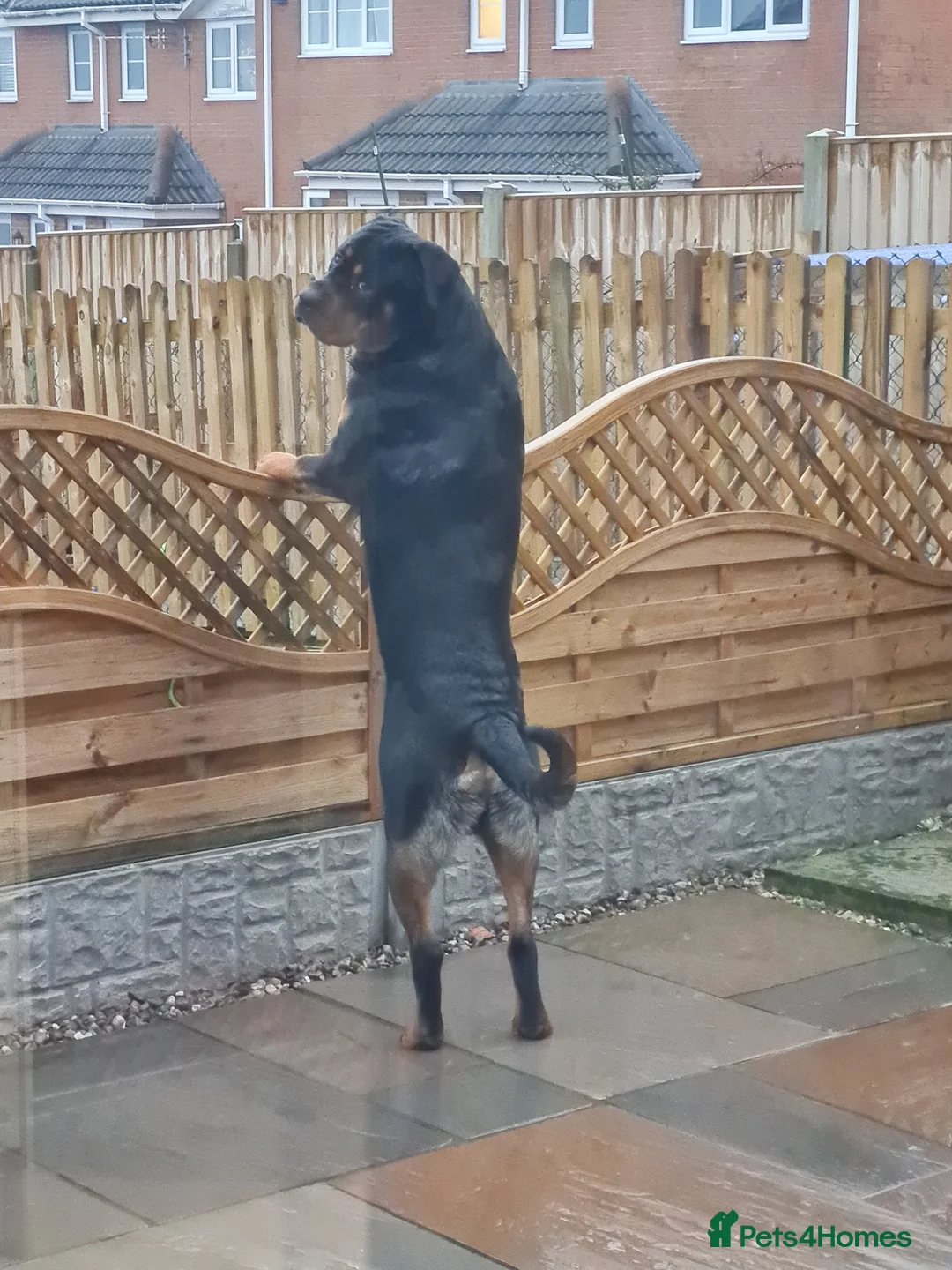 Rottweiler dogs for stud: Bruno the Rottweiler Stud Services in Wrexham - Advert 13