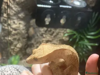 Gecko reptiles Male crested gecko - Advert 6