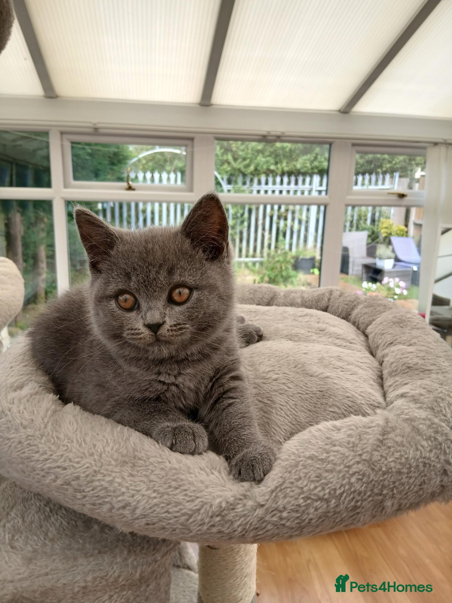 British Shorthair cats 💙 LAST BLUE BRITISH SHORTHAIR BOY AVAILABLE 💙 - Advert 1