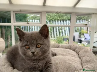 British Shorthair cats 💙 LAST BLUE BRITISH SHORTHAIR BOY AVAILABLE 💙 - Advert 6