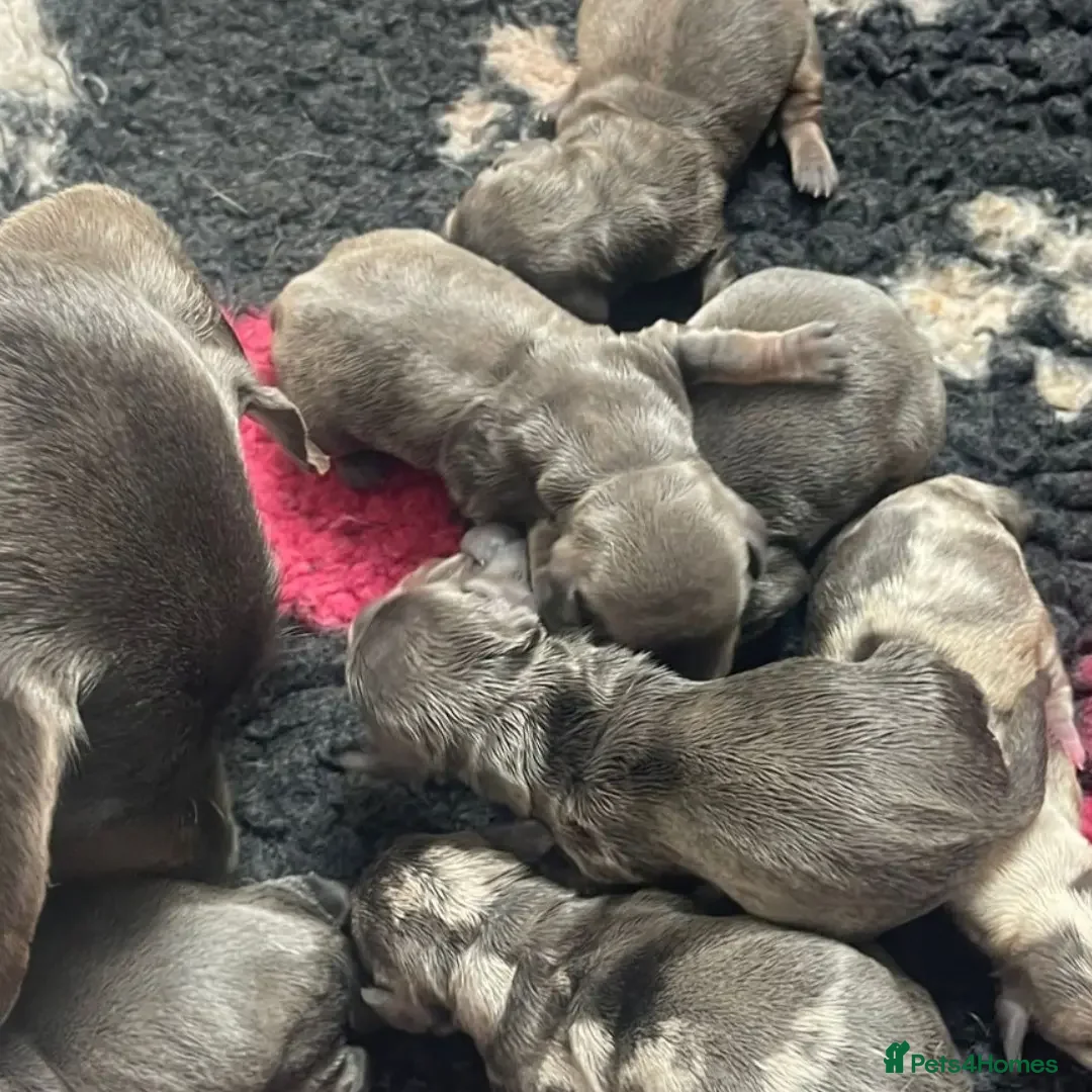 Miniature Dachshund dogs for stud: KC Dash PRA clear STUD DNA in pictures  in Ramsgate - Advert 10