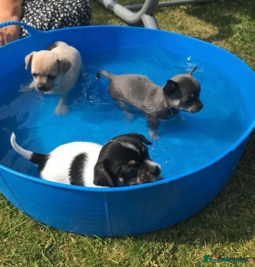 Chihuahua dogs for stud: Small chihuahua stud only not for sale proven  in Bury Saint Edmunds - Advert 9