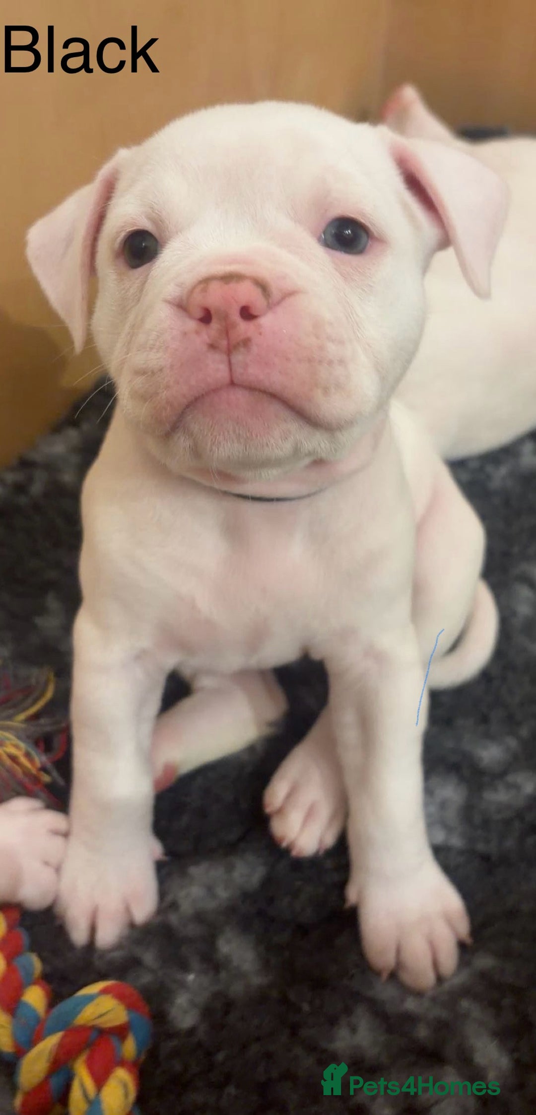 Olde English Bulldogge dogs for sale: 9 Olde English Bulldogge NEBBR registered puppies - Advert 27