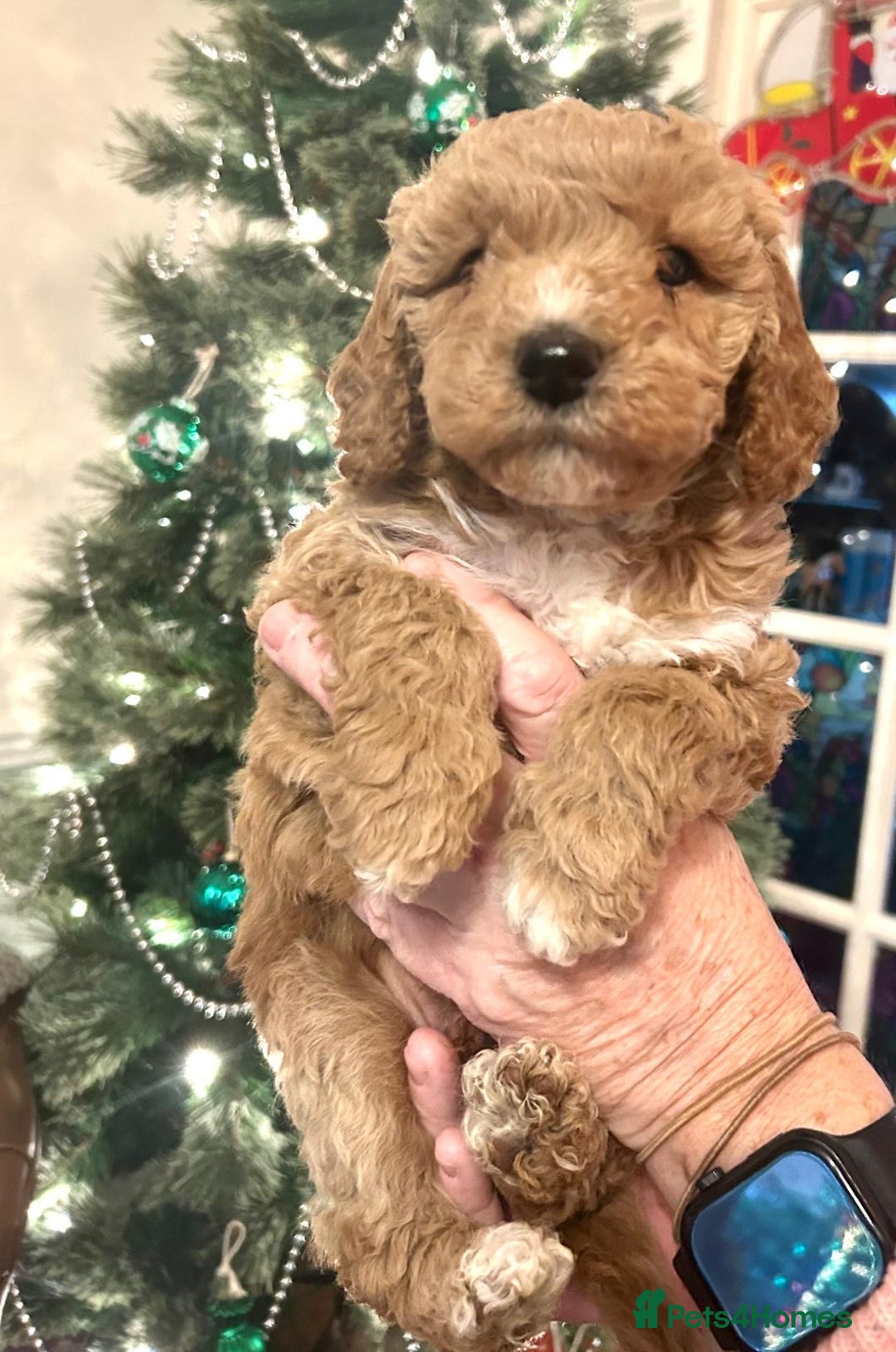 Poodle dogs for sale: Adorable Poodle puppies - Advert 8