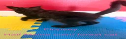 Maine Coon cats for sale: Beautiful male maincoon/forest cat kittens  - Advert 16