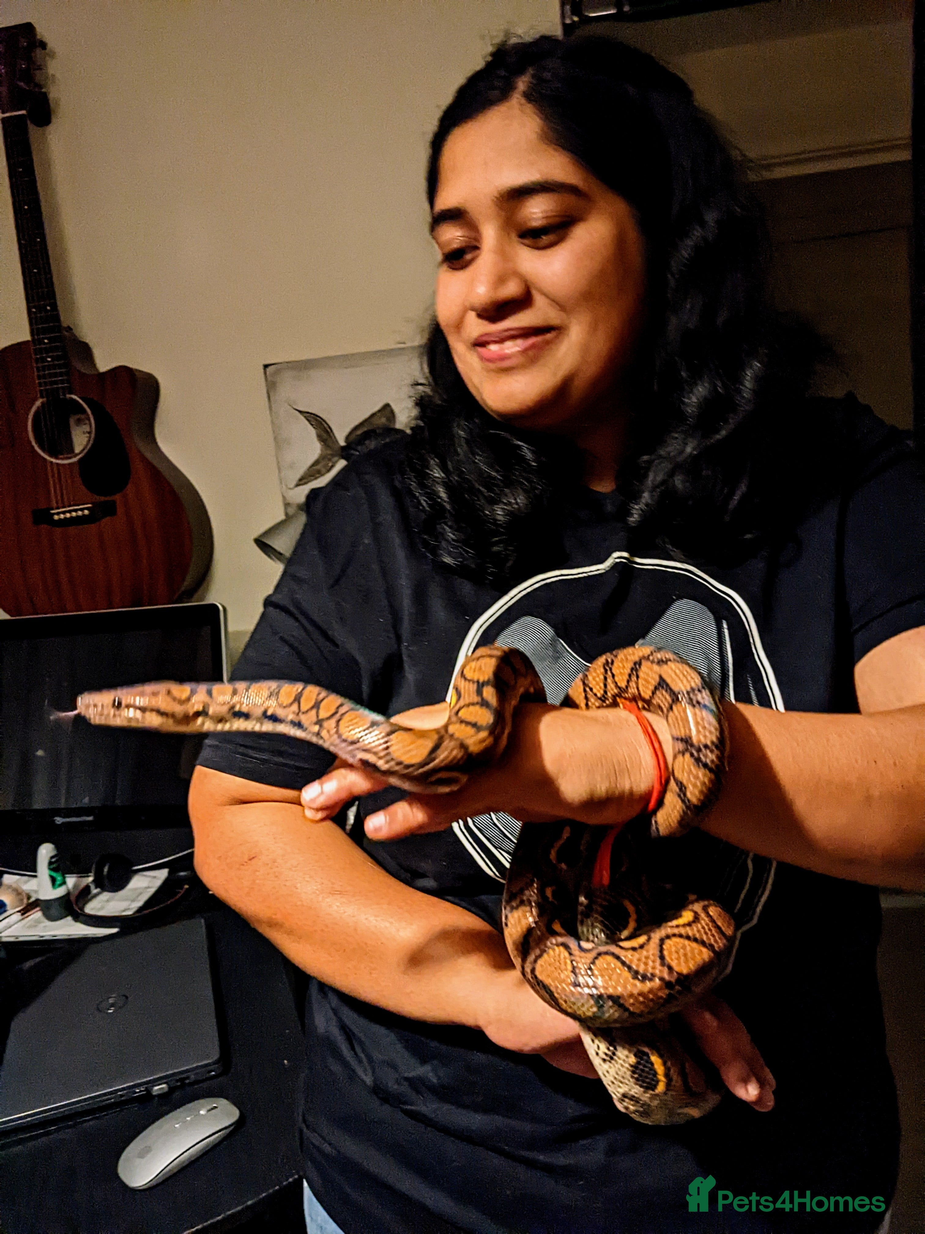 Boa Snake reptiles Adult Brazilian Rainbow Boa - Advert 1