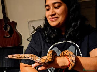 Boa Snake reptiles Adult Brazilian Rainbow Boa - Advert 1