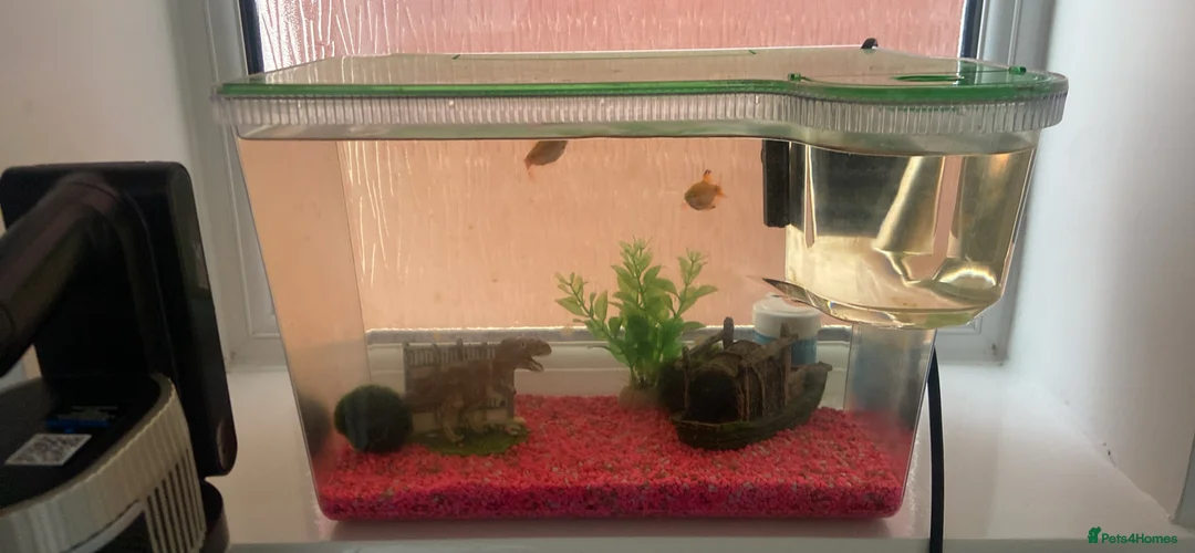 Barbs fish for sale: Rosy barbs in Hereford - Advert 3