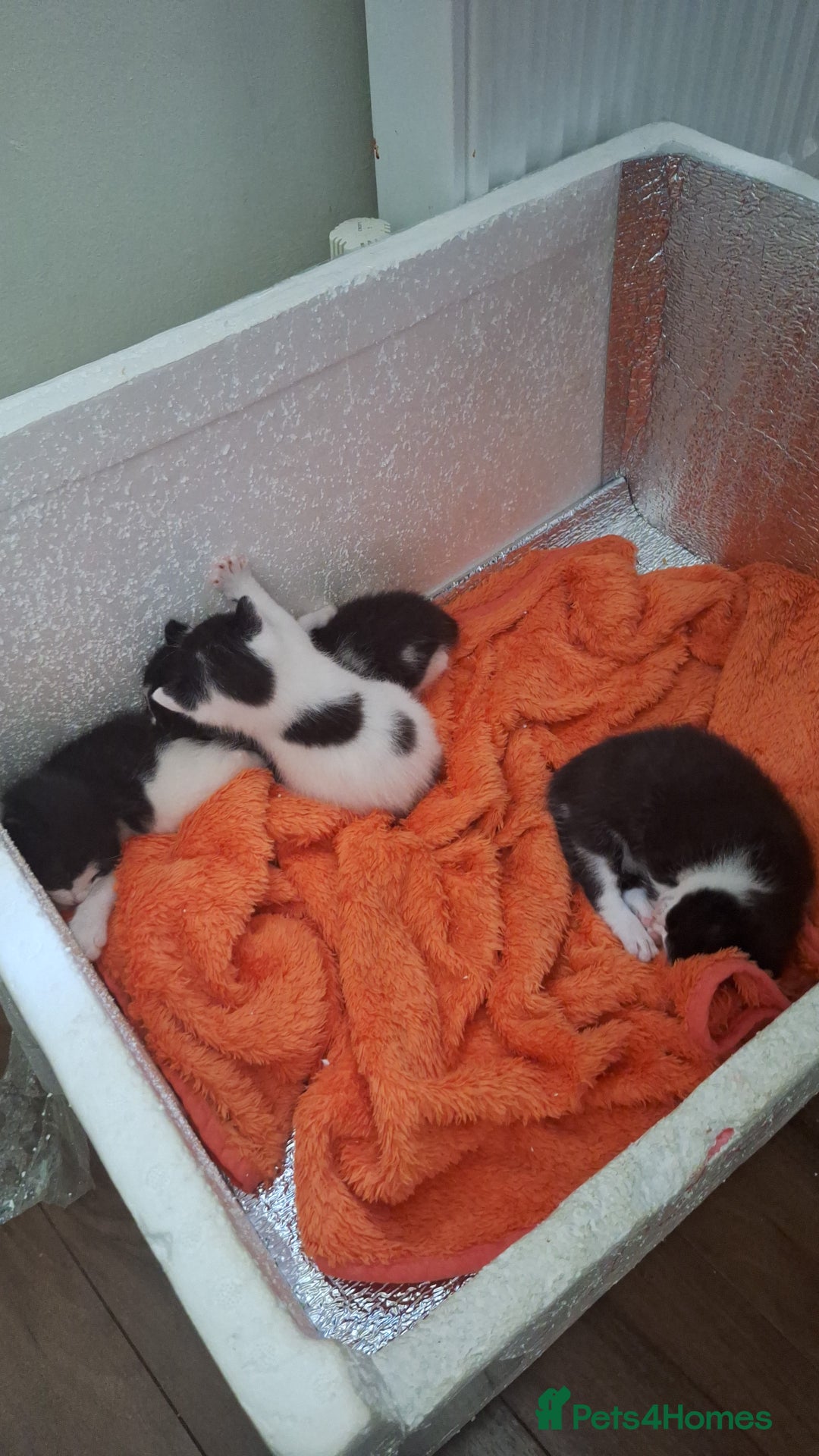 Domestic Shorthair cats for sale: Male kittens for sale  - Image 11