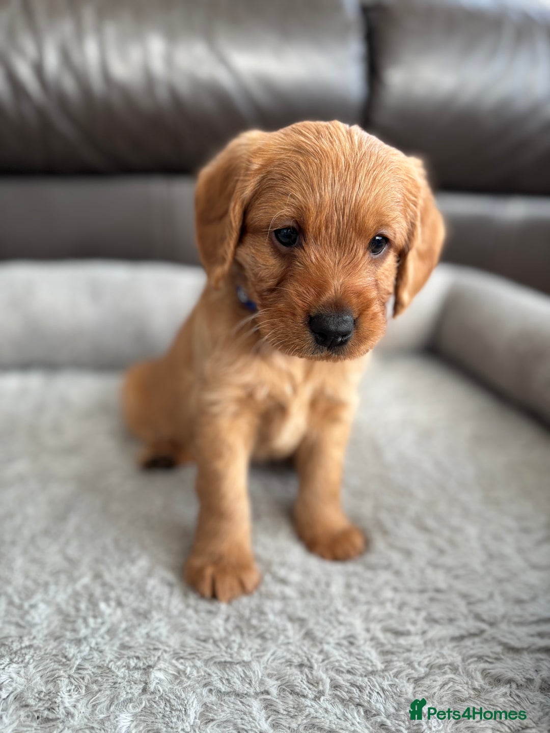 Labradoodle dogs for sale: F1 Labradoodle Puppies - Advert 8