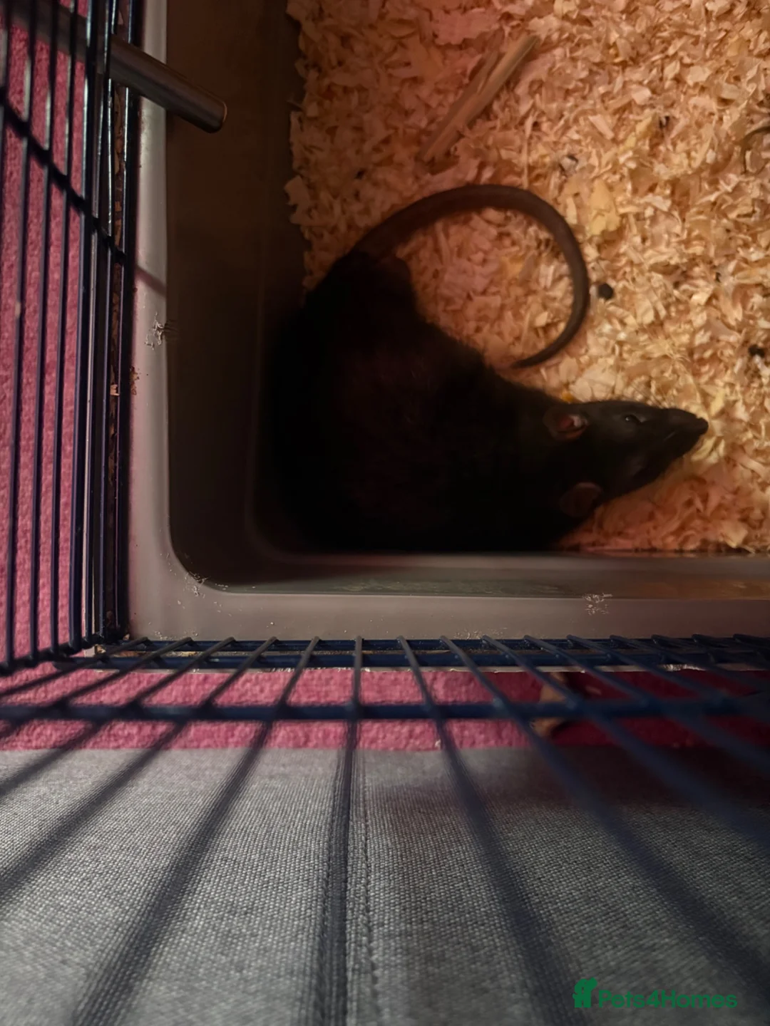 Rat rodents for sale: 5 baby boys looking for a home  - Advert 2