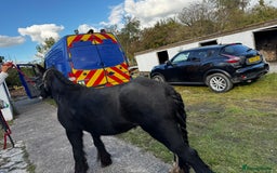 Irish Cob horses for sale: For sale 4 years mare - Image 13