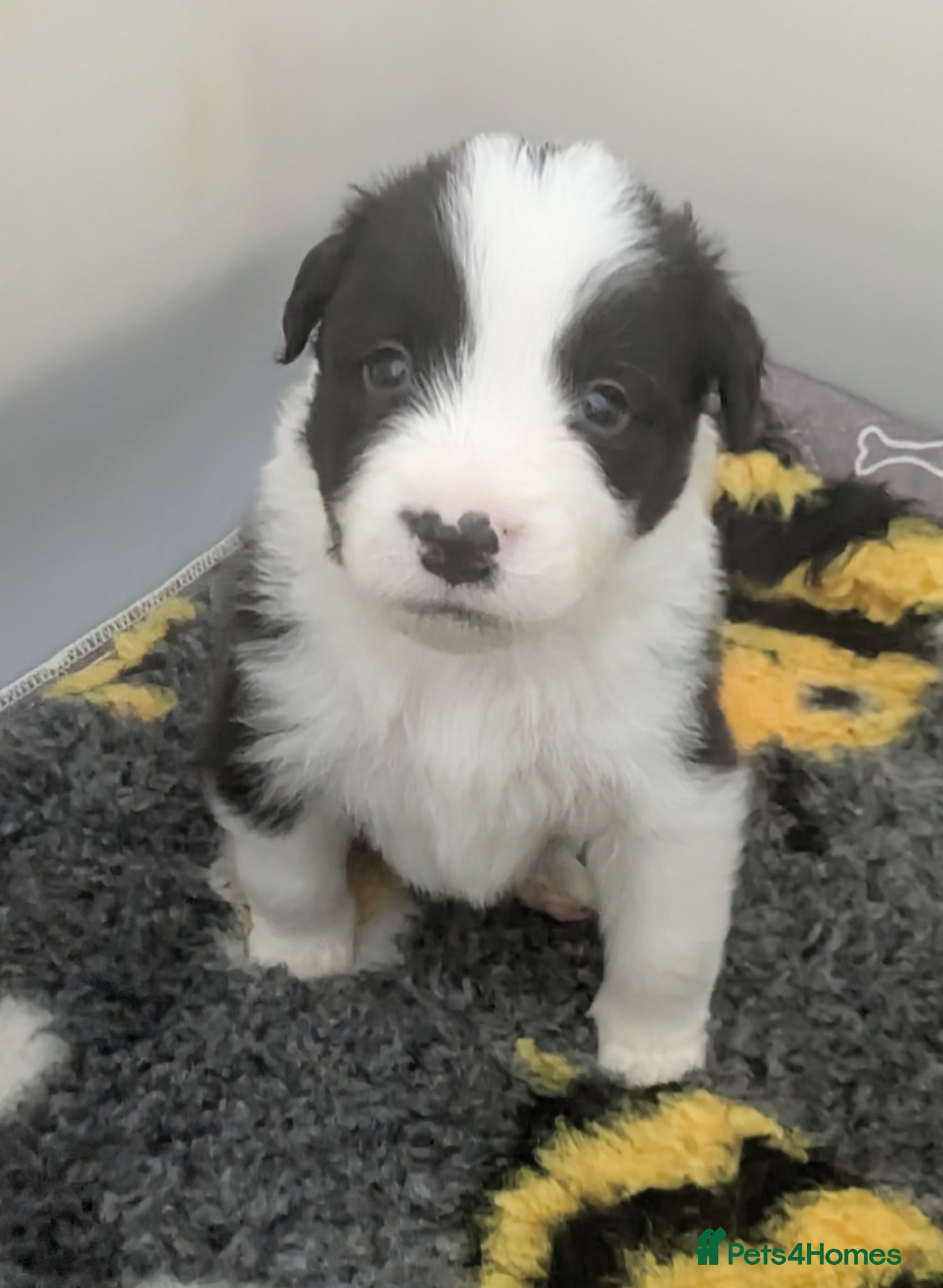 Border Collie dogs Pedigree Border Collie pups. DNA & health tested.  - Advert 1