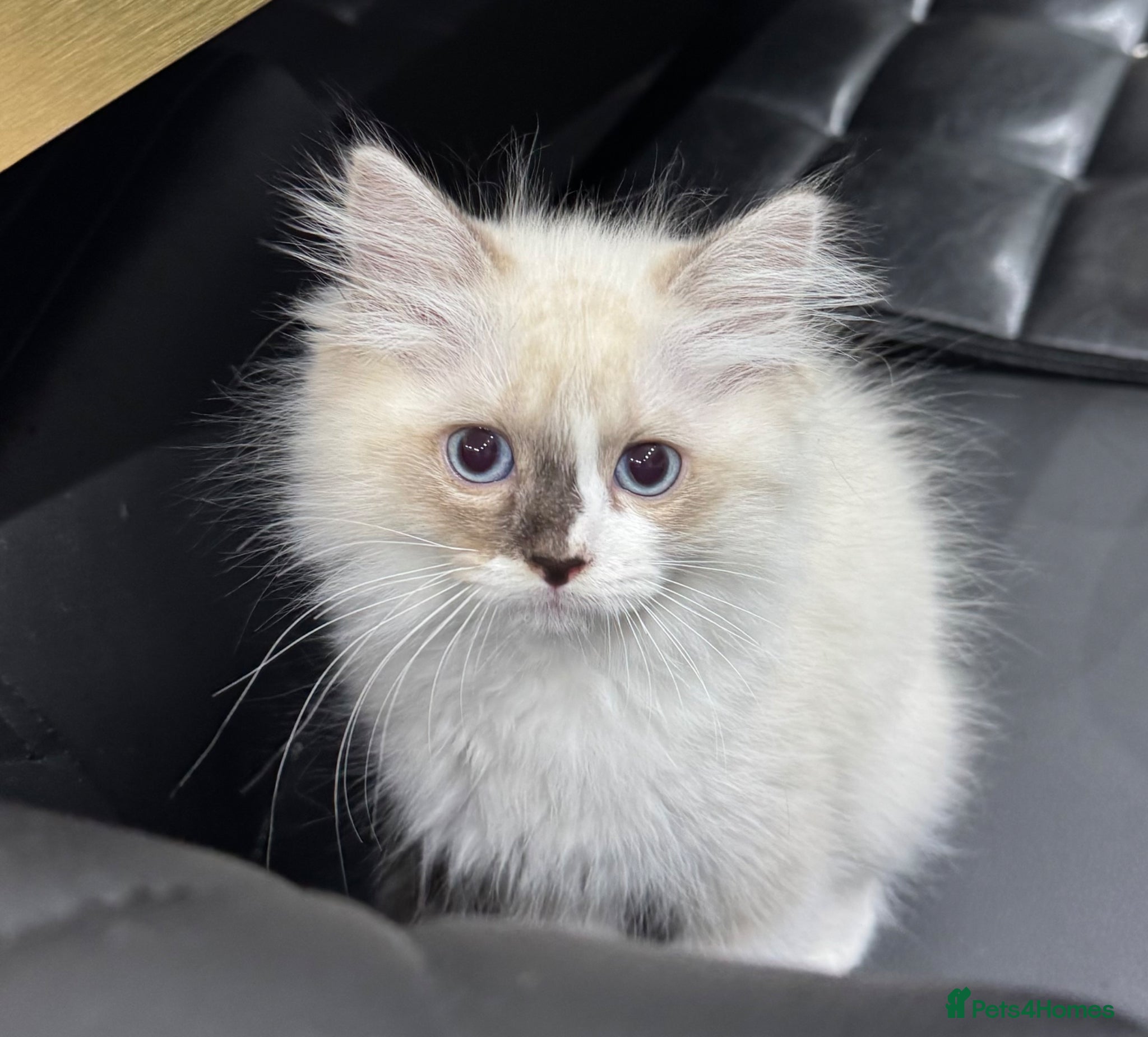Ragdoll cats for sale: 2 Purebred Ragdoll Kittens  - Advert 8