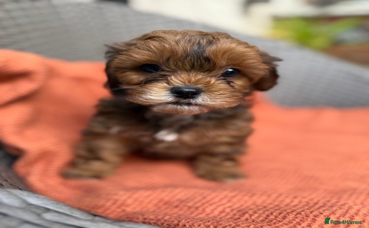 Shihpoo dogs - Advert 10