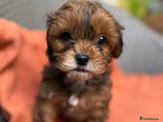 Shihpoo dogs - Advert 2